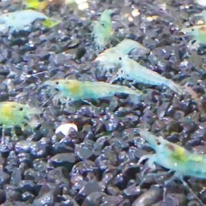 BLUE PEARL / BLUE JELLY - 1.5-2.0 CM